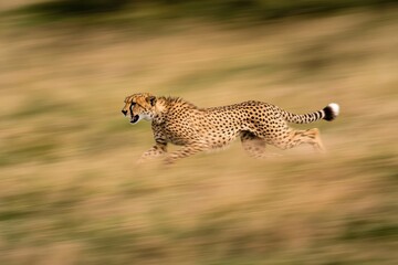 Obraz premium Cheetah in Motion