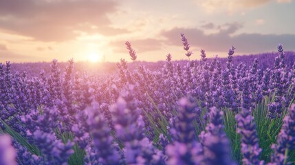 Naklejka premium Sunset Over a Lavender Field