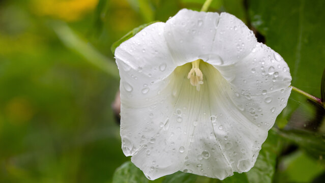 Zaunwinde
