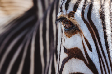 zebra close up © Jeff