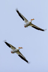 pelicans in flight