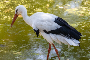 CICOGNA BIANCA, ciconia ciconia, all'oasi naturalistica.