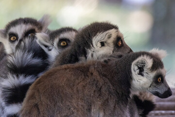 lemure dalla coda ad anelli o lemure catta, Lemur catta, all'oasi naturalistica.