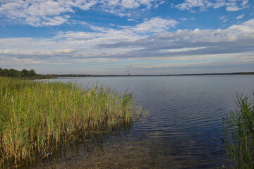 Schilf am Wallendorfer See, blauer Himmel mit Wolken, ehemaliger Braunkohle Tagebau Merseburg Ost, Schkopau, Saalekreis, Sachsen Anhalt, Deutschland