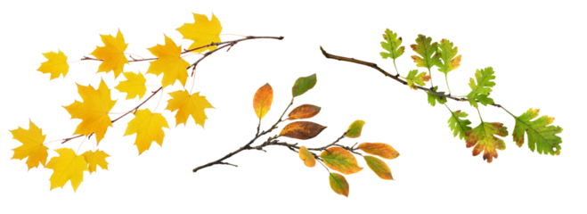 Set of autumn twigs with yellow, green and ginger leaves isolated on white or transparent background