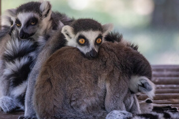 lemure dalla coda ad anelli o lemure catta, Lemur catta, all'oasi naturalistica.