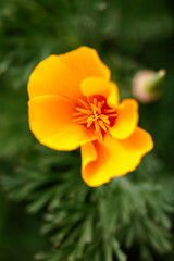 Fototapeta premium orange flower in the garden