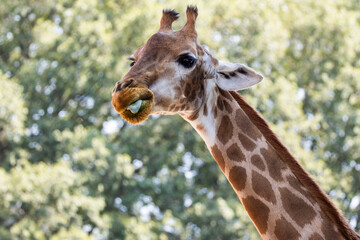 Giraffa, Giraffa Brisson, all'oasi naturalistica.