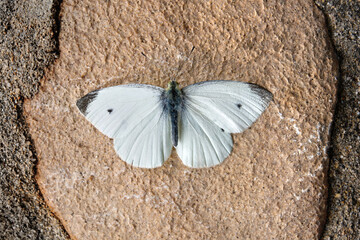 Kleiner Kohlweißling (Pieris rapae) Männchen in Dorsal Nahaufnahme auf braunem Gestein mit...