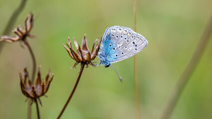 Bläuling, Schmetterling