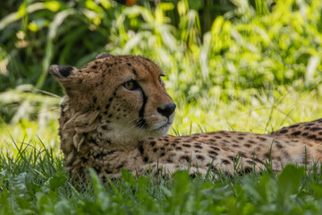 Ghepardo, Acinonyx jubatus, all'oasi naturalistica.