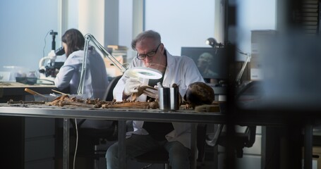 Senior male archaeologist studies skeleton remains of prehistoric human under lamp in...