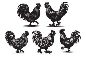 Tarki chicken vector silhouette