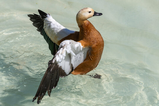casarca, Tadorna ferruginea, nell'oasi naturalistica, nuoto di coppia sincronizzato.