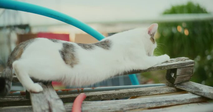 Cat Stretches and Scratches Board While Resting