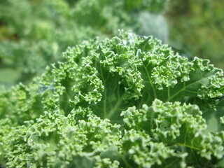 Curly kale in a thriving garden during late spring displays its vibrant green leaves, characterized by tightly curled edges and an appealing texture, emphasizing healthy growth