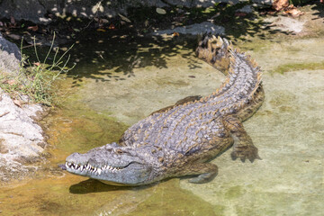 Coccodrillo del Nilo, Crocodylus niloticus, nel parco faunistico.