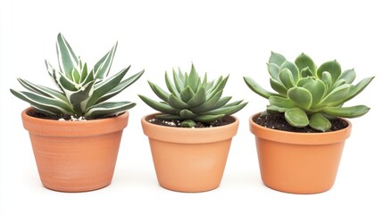 Obraz premium Three Succulents in Terracotta Pots