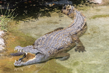 Coccodrillo del Nilo, Crocodylus niloticus, nel parco faunistico.