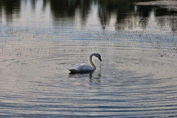 Schwan auf dem Wallendorfer See, ehemaliger Braunkohle Tagebau Merseburg Ost, Schkopau, Saalekreis, Sachsen Anhalt, Deutschland