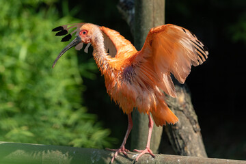 Ibis rosso giovane, Eudocimus ruber, al parco faunistico.