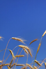 Obraz premium Close-up of ears of rye against a clear blue sky. Rye field on a summer day. Harvest ripening period. Natural background. Fields and meadows. Agricultural concept. Crop farming