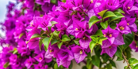 Close-up of Vivid Purple Bougainvillea Blossoms, Vibrant Flower, Lush Greenery, Floral Beauty, Bougainvillea, Flowers, Purple