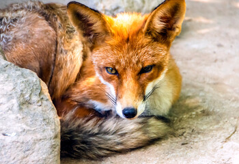 Close-up of a red fox lying down and looking at the camera