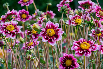 Fototapeta premium beautiful dahlia Liquid Desire, purple, pink flower leaves with yellow heart