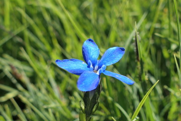 blue iris flowers