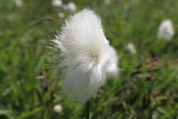 white dandelion flower