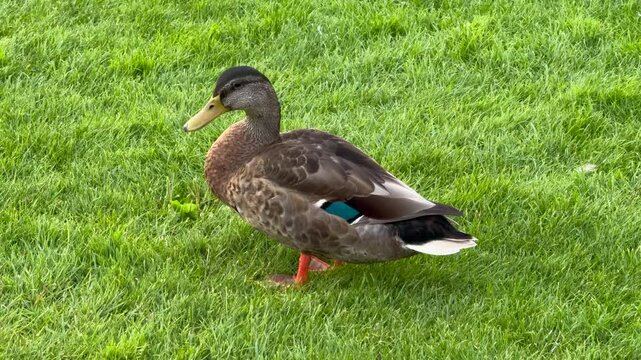 Female mallard duck swimming in the lake near to the grassy shore, Close-up of ducks swimming in lake, ducks swimming in the lake in the summer, cloudy weather and ducks swimming on the lake