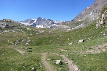 alpine meadow in the mountains