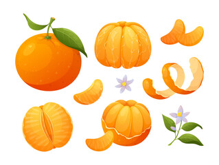Fresh tangerines citrus fruits. Vector set of whole mandarin, slices orange, tangerine with blossom flowers and leaves, twist peel. Organic tropical clementine for lemonade, pattern, fabric,web poster