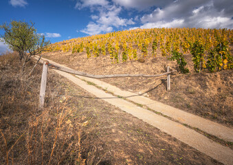 Fototapeta premium Wonderful vineyards at Tokaj in autumn