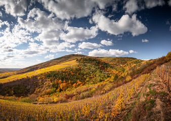 Wonderful vineyards at Tokaj in autumn