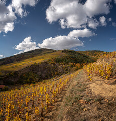 Wonderful vineyards at Tokaj in autumn