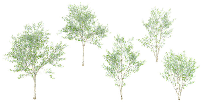 collection of Silver poplar trees beautiful isolated on white background