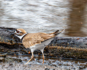 Killdeer Bird 