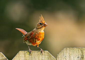 Cardinal