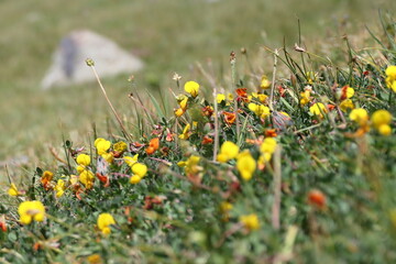 field of yellow flowers
