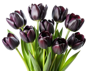 Beautiful bouquet of dark black tulips, isolated with transparent PNG file