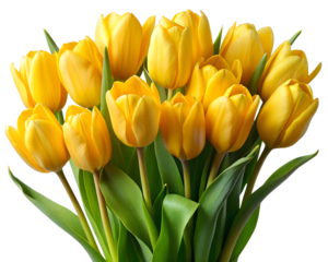 Bouquet of vibrant yellow tulips isolated transparent PNG file