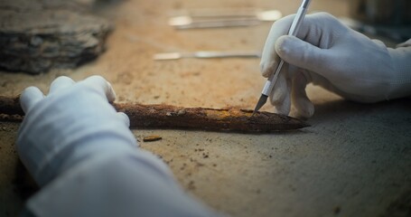 Senior archaeologist in gloves cleans fossil ancient wooden spear using professional tools....