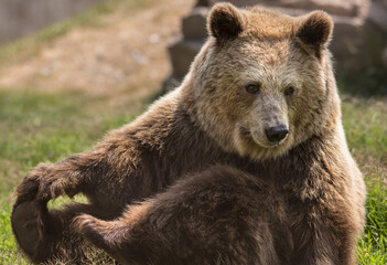 Obraz premium Brown Bear Resting