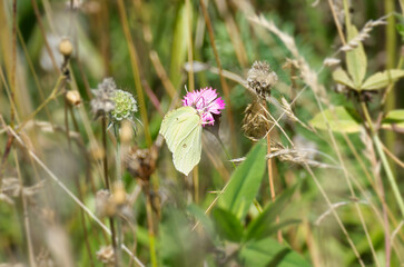 Common brimstone butterfly (Gonepteryx rhamni) sitting on pink flower in Zurich, Switzerland