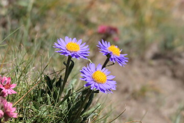 flowers in the garden
