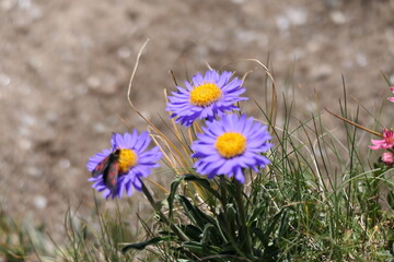 flowers in the grass