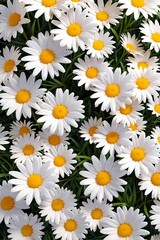 Obraz premium Sunny Daisy Background: Top View of Bright White and Yellow Petals on Green Grass