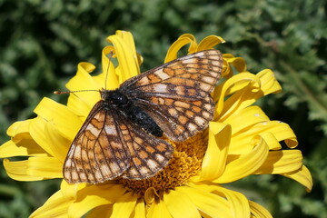 butterfly on yellow flower